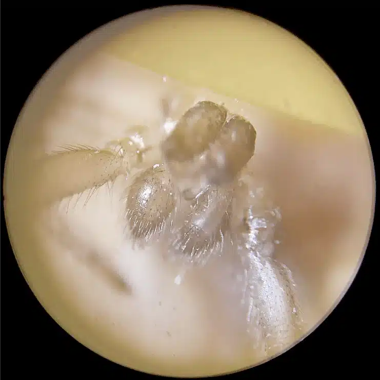 Un gros plan microscopique de la tête d'un Microscope de Poche pour Enfant - Portable - Grossis jusqu'à 120x.